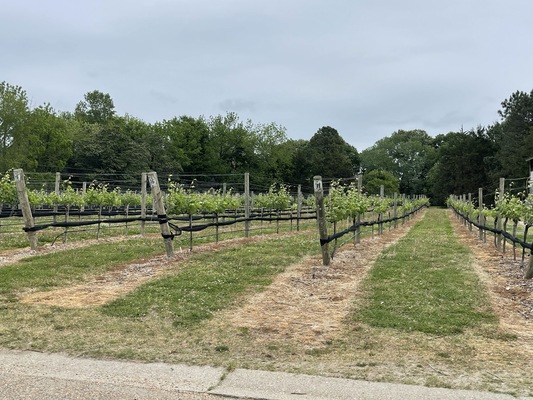 Williamsburg Winery