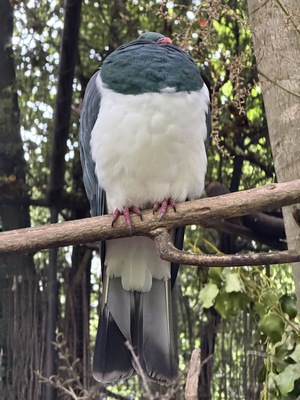 Kiwi Park