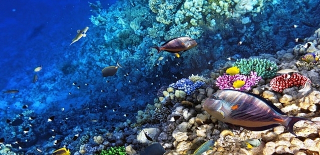 Oceanario de Lisboa