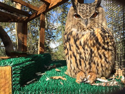 Cascades Raptor Center