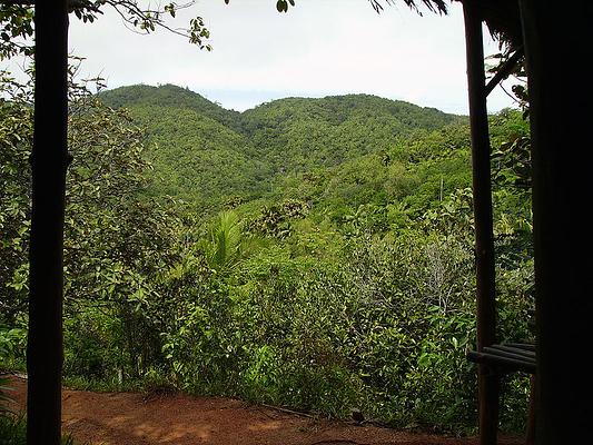 Vallee de Mai Nature Reserve