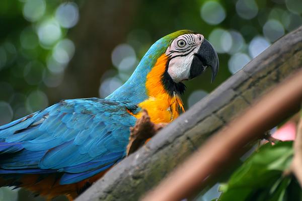 Honolulu Zoo