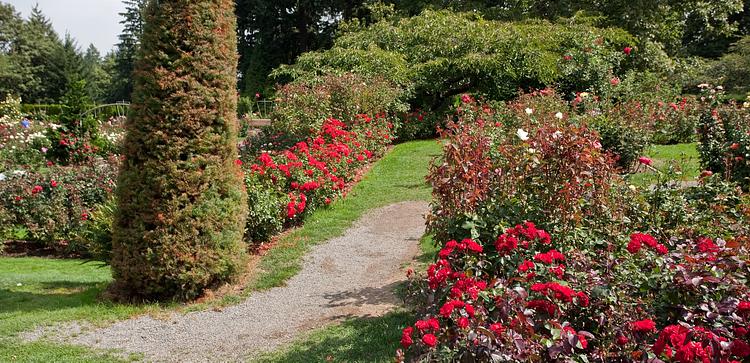 International Rose Test Garden