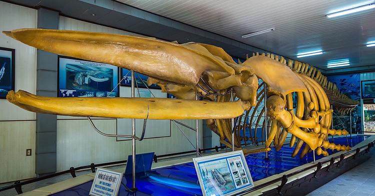 National Oceanographic Museum of Vietnam