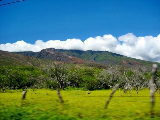 Purdy's All-Natural Macadamia Nut Farm