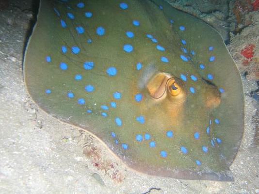 Dolphin Bay Divers Retreat