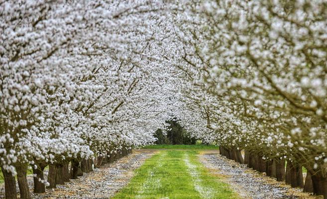 Blossom Trail