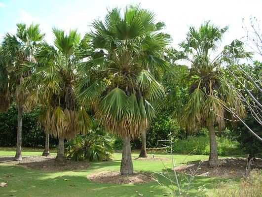 Maui Nui Botanical Gardens