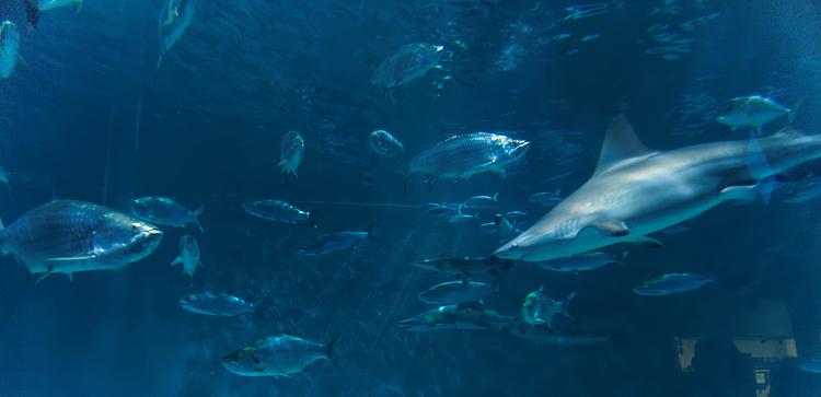 Audubon Aquarium