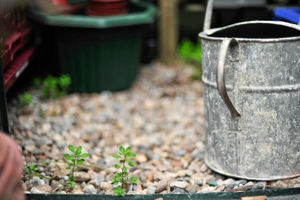 The Shepherd's Purse