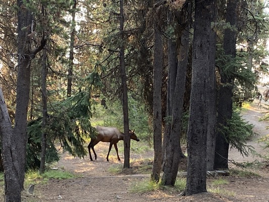 Grant Village Campground