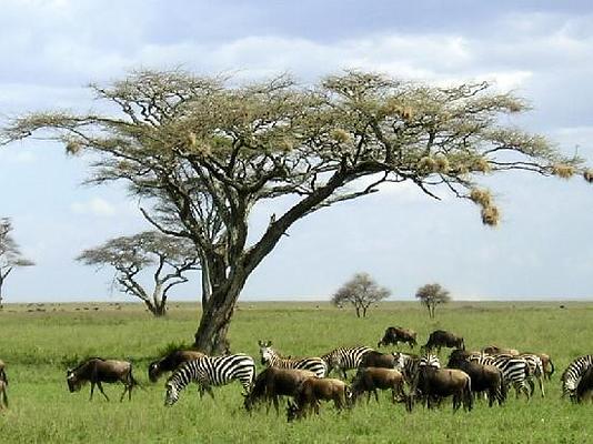 Amboseli Serena Safari Lodge