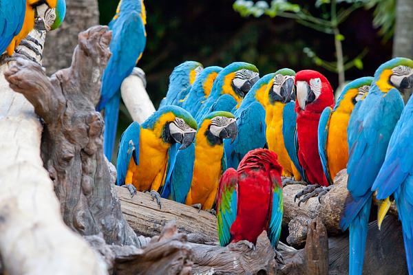 Bali Bird Park