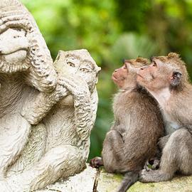 Sacred Monkey Forest Sanctuary
