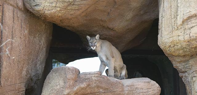 Arizona-Sonora Desert Museum