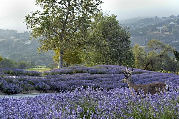 Carmel Valley Ranch the Unbound Collection By Hyatt