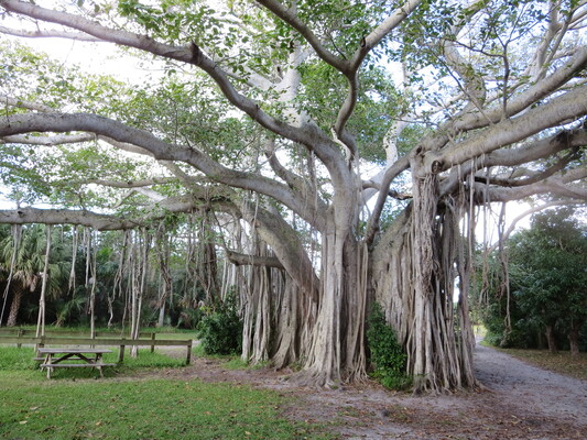 Hugh Taylor Birch State Park