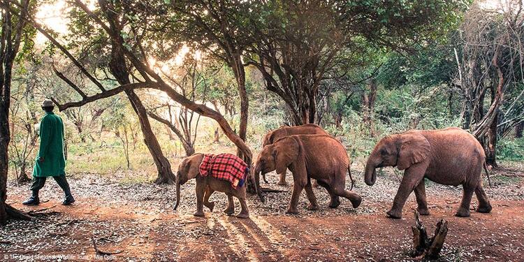 The David Sheldrick Wildlife Trust