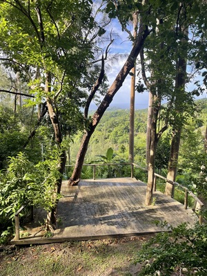 Coco Hill Forest