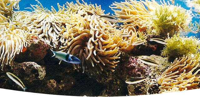 Coral World Ocean Park