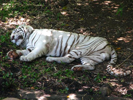 Panaewa Rainforest Zoo and Gardens