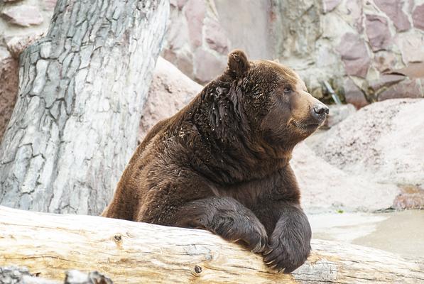 Alaska Zoo