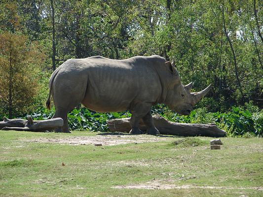 Audubon Zoo