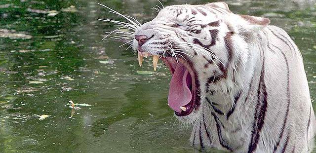 National Zoological Park of Delhi