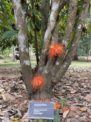 Belize Botanic Gardens