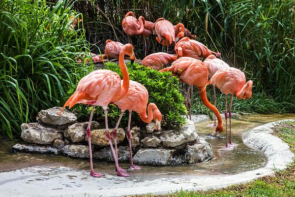 Jardim Zoologico