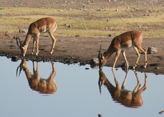 Amboseli Serena Safari Lodge