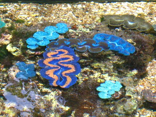 Waikiki Aquarium