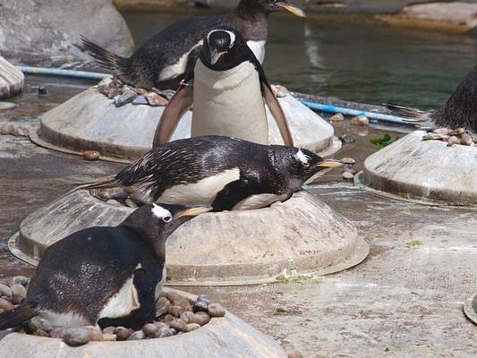 Edinburgh Zoo