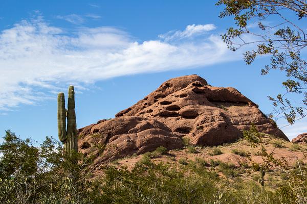 Desert Botanical Garden