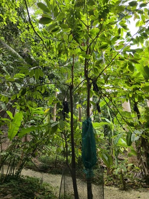 Coco Hill Forest
