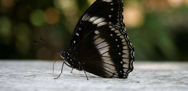 Kuala Lumpur Butterfly Park