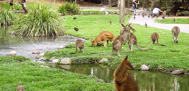 Wildlife Habitat Port Douglas