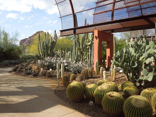 Desert Botanical Garden