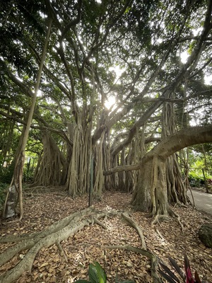 City Botanic Gardens