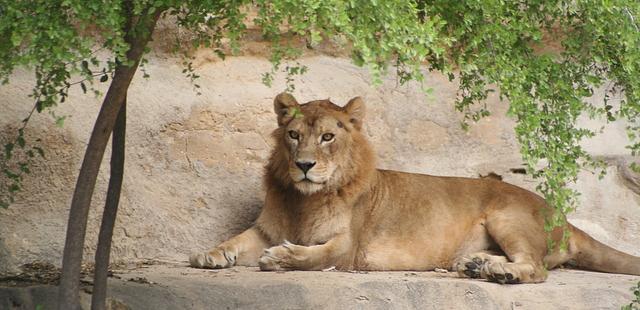 San Antonio Zoo