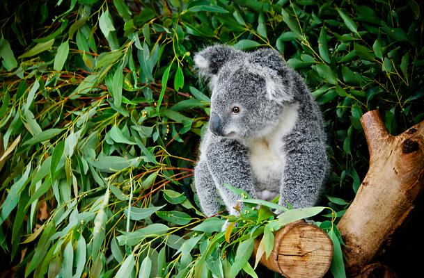 Featherdale Sydney Wildlife Park