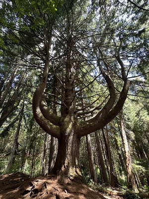 Parque Florestal das Queimadas