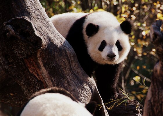 Zoo Aquarium de Madrid