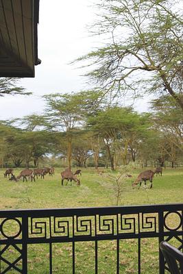 Lake Naivasha Simba Lodge