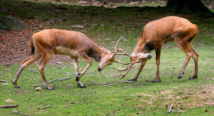 Bronx Zoo