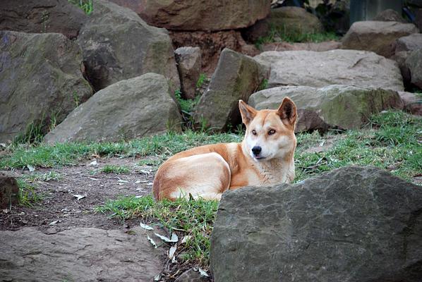 Featherdale Sydney Wildlife Park