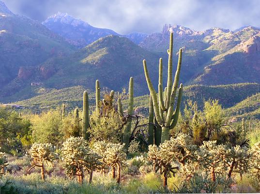 Sabino Canyon