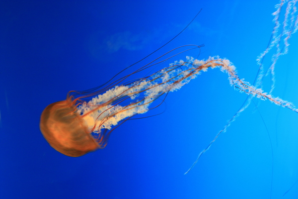 Osaka Aquarium Kaiyukan