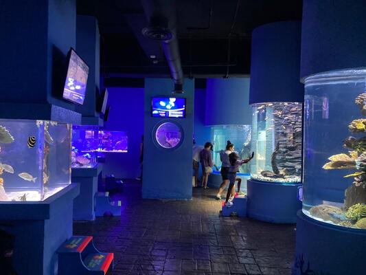 Interactive Aquarium