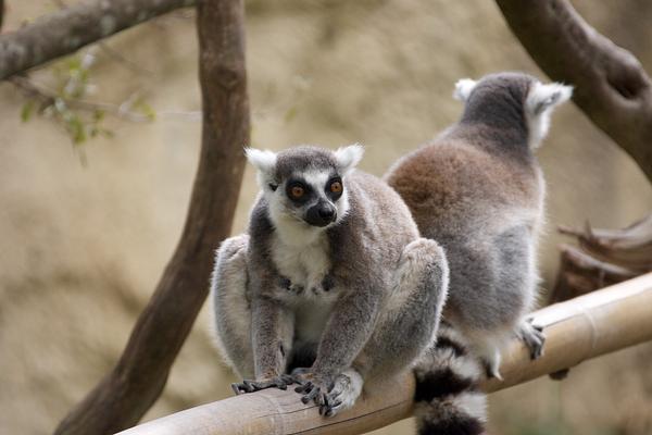 Houston Zoo